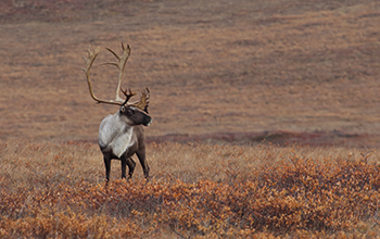 A caribou bull near Toolik Field station, Alaska, in autumn